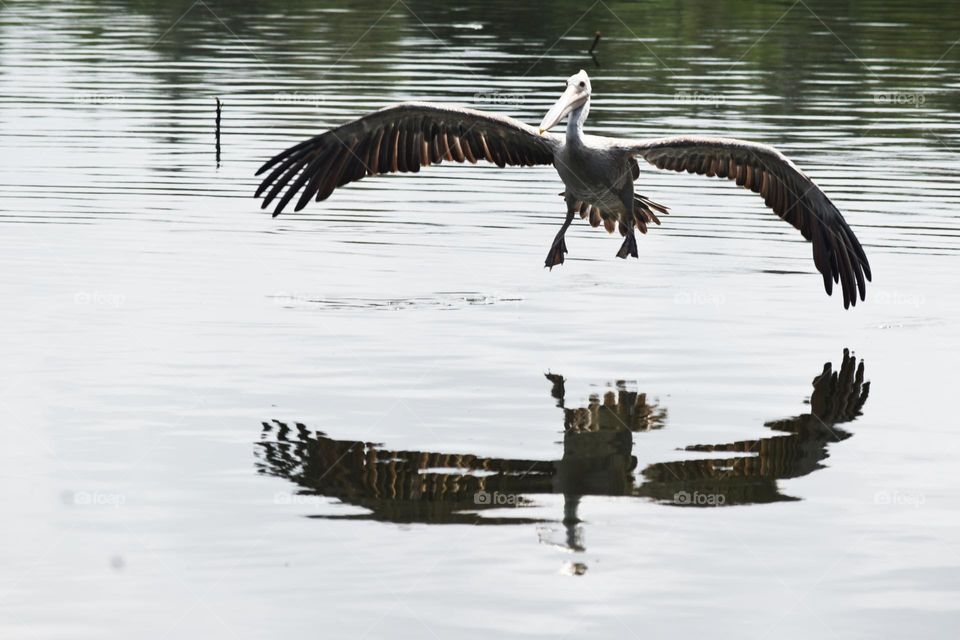 view of waterbird landing  lake with reflection