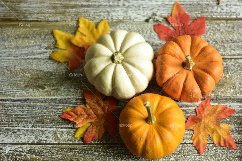 Pumpkin everything spices autumn seasonal colors 
