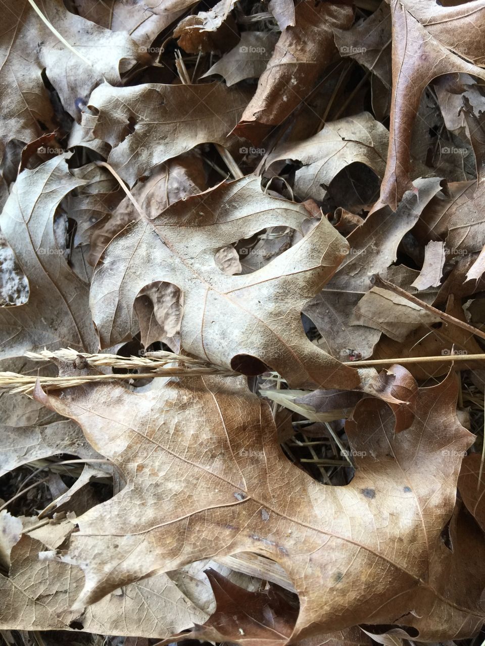 Dry leaves