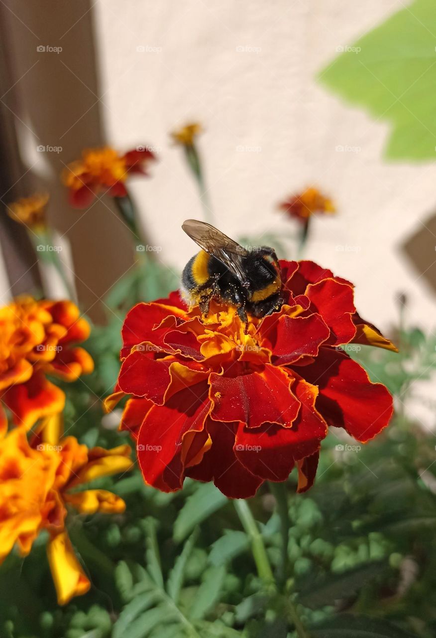 bumblebee on a flowers summer nature