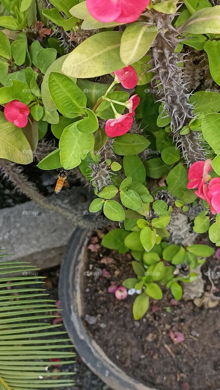 honey bee on green leaves with a spike on its body.