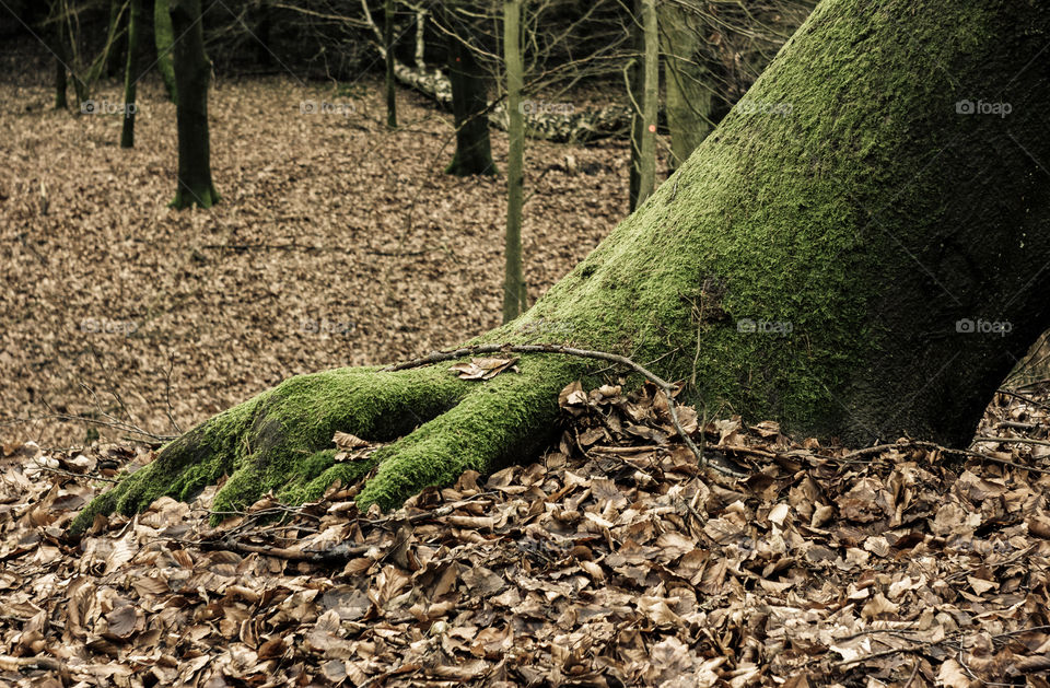 Dry autumn leaves in forest