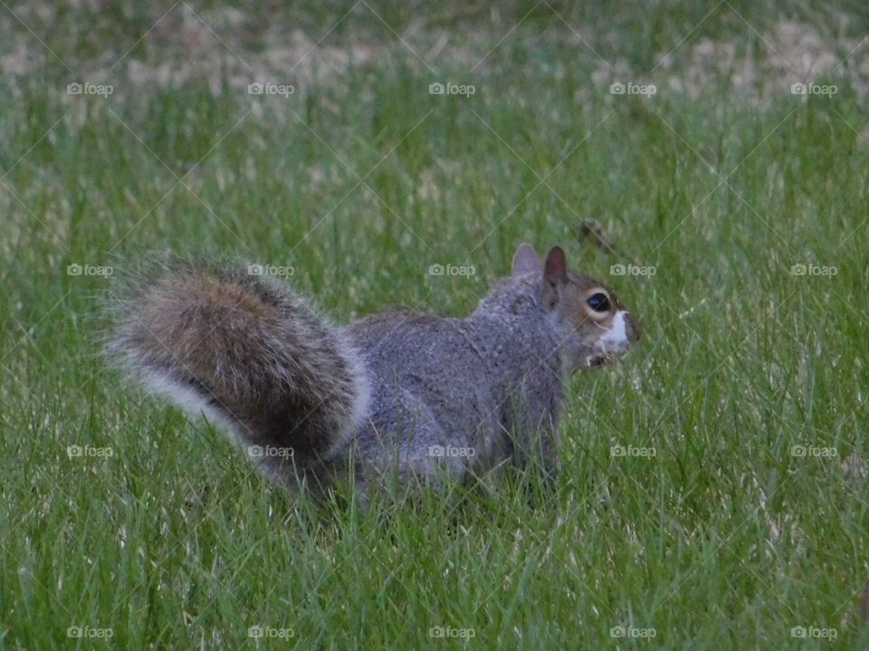 The Squirrel