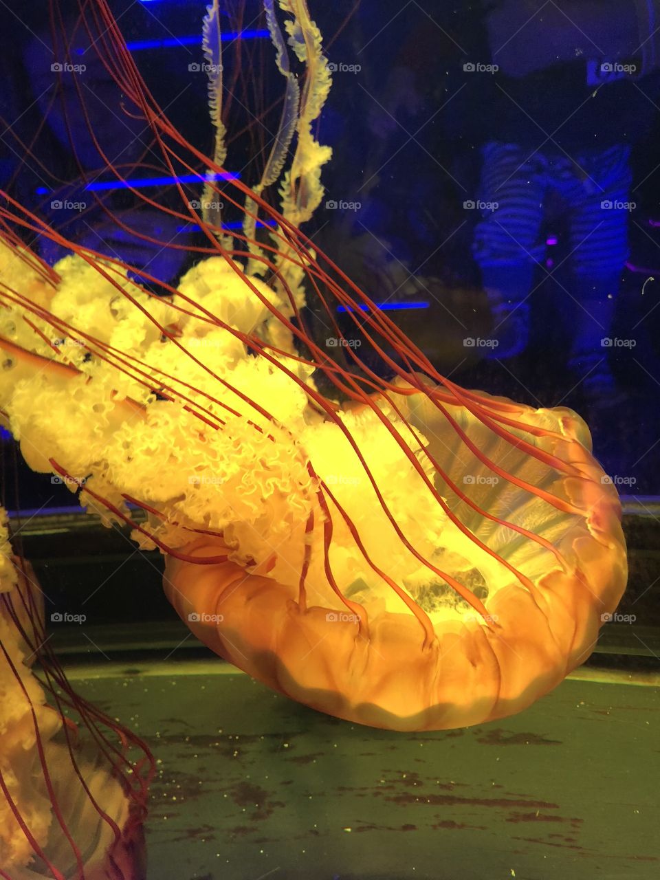 A stunning closeup shot of a jellyfish, taken inside the National Aquarium in London. 