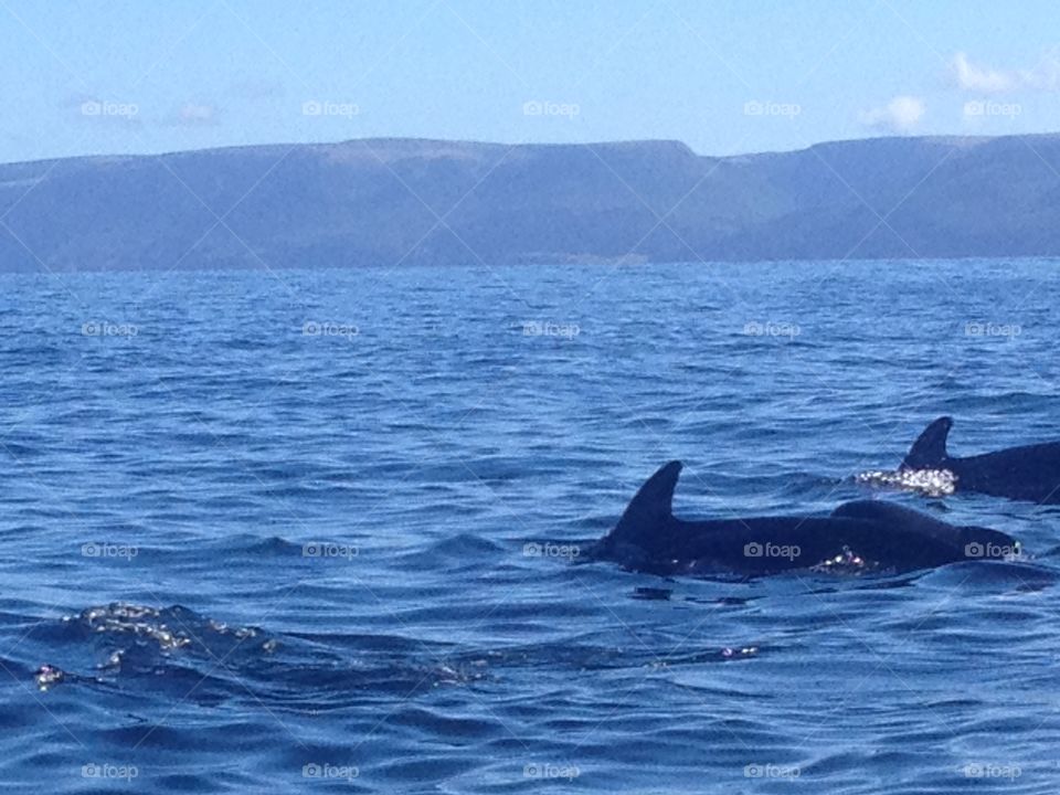 Picture of whales in Canada 