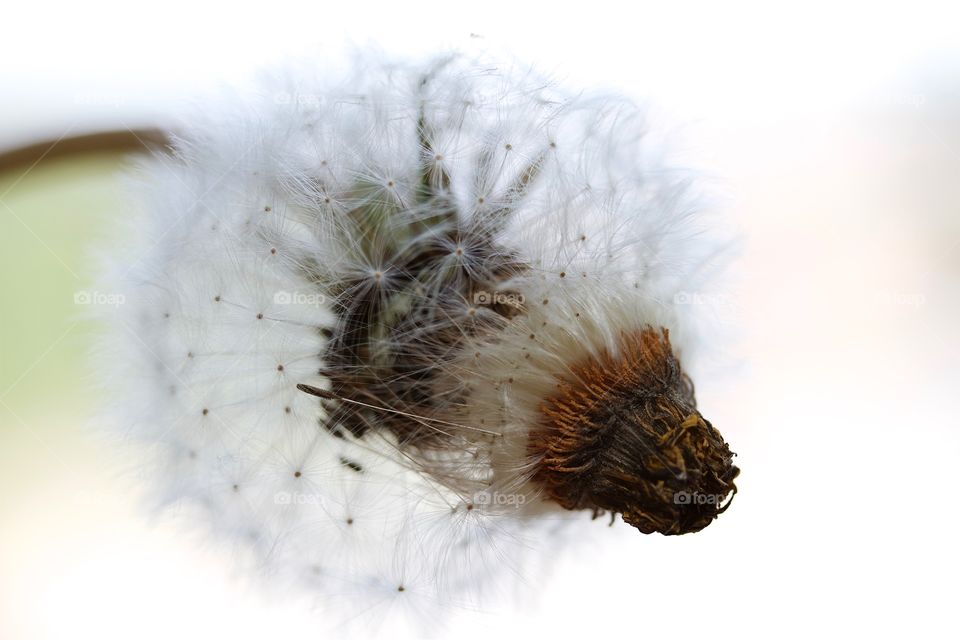 dried dandelion, dandelion seed