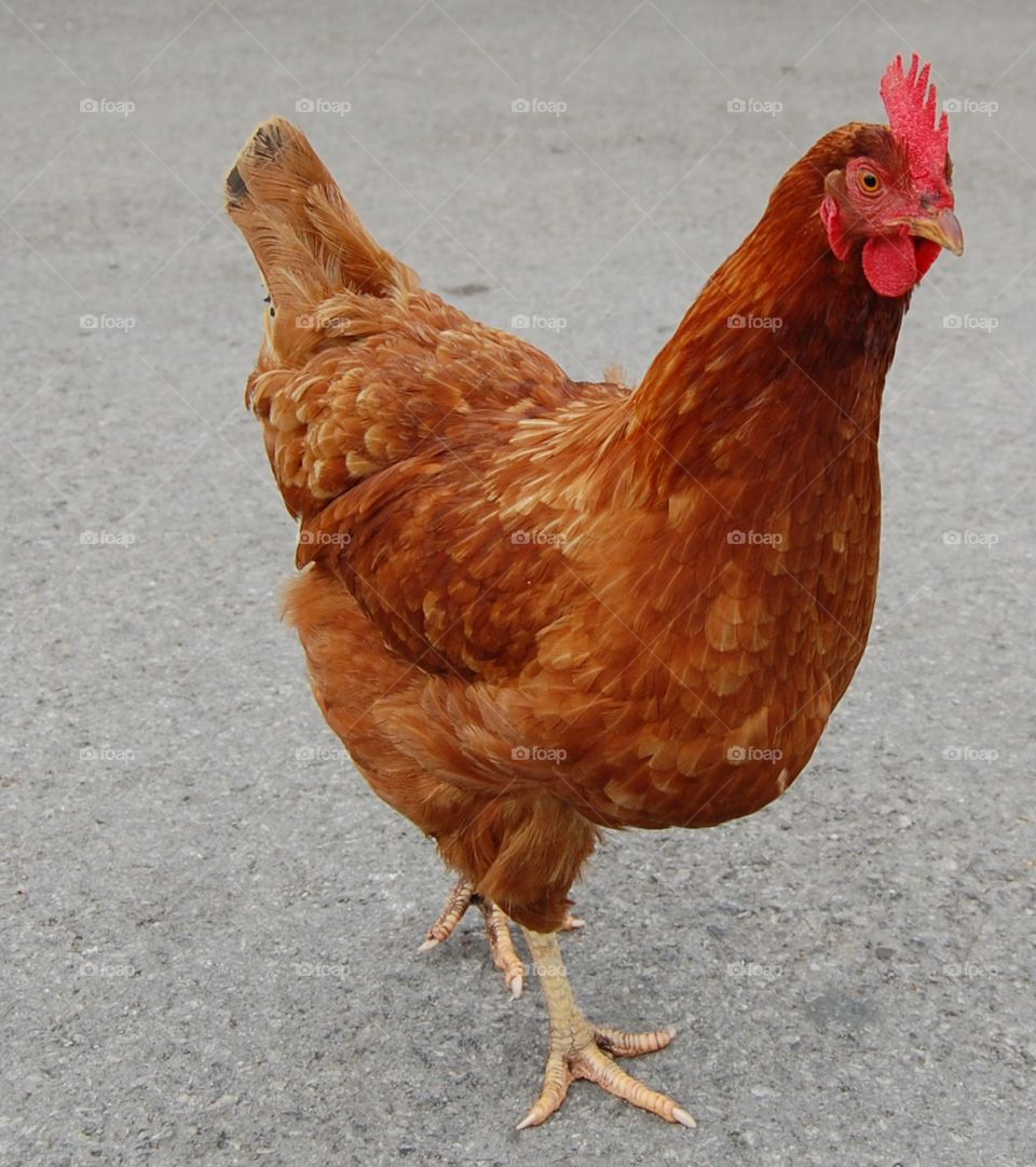 Why did the chicken cross the road? Brown hen on a path. 