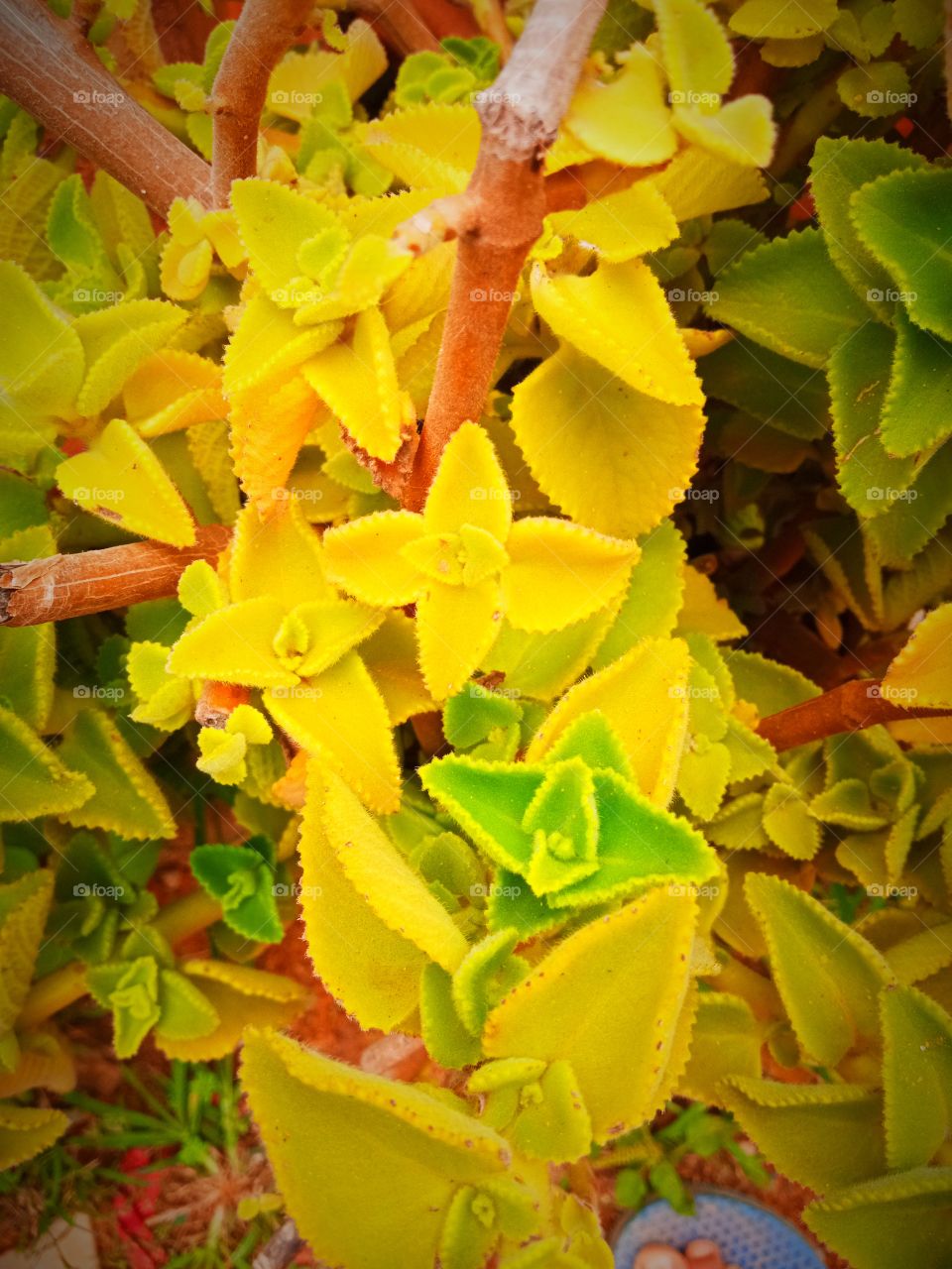 beautiful yellow and green flower shaped plant