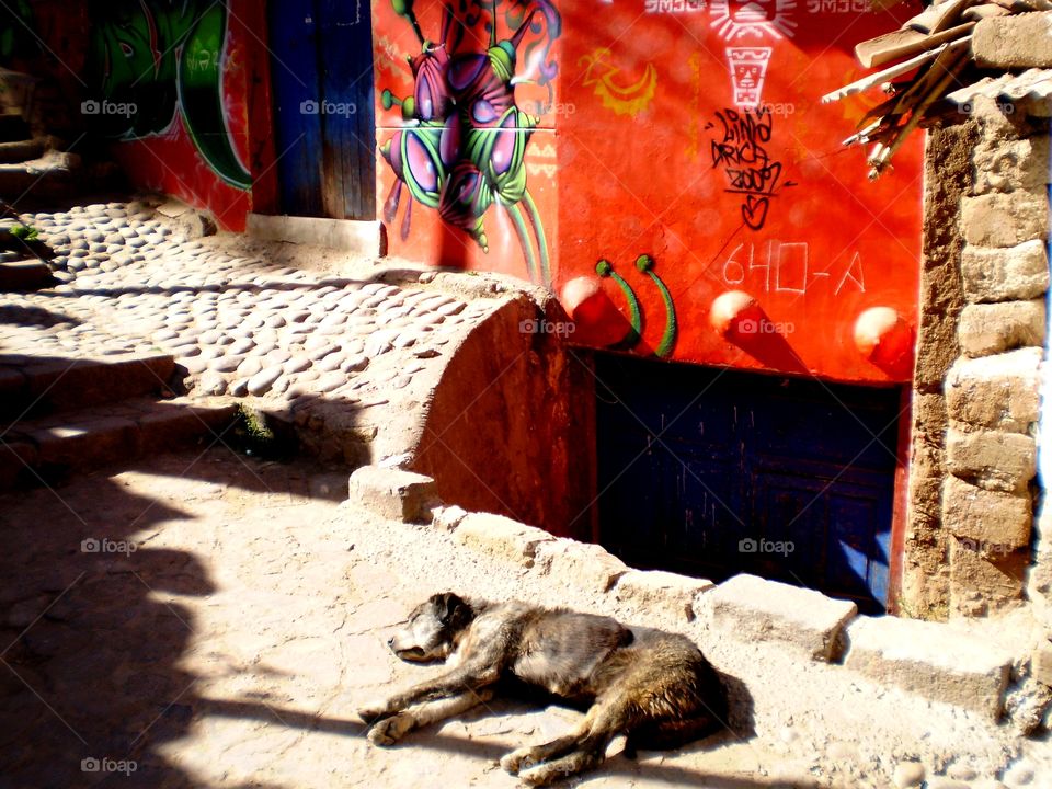 Hungry dog - Cusco, Peru