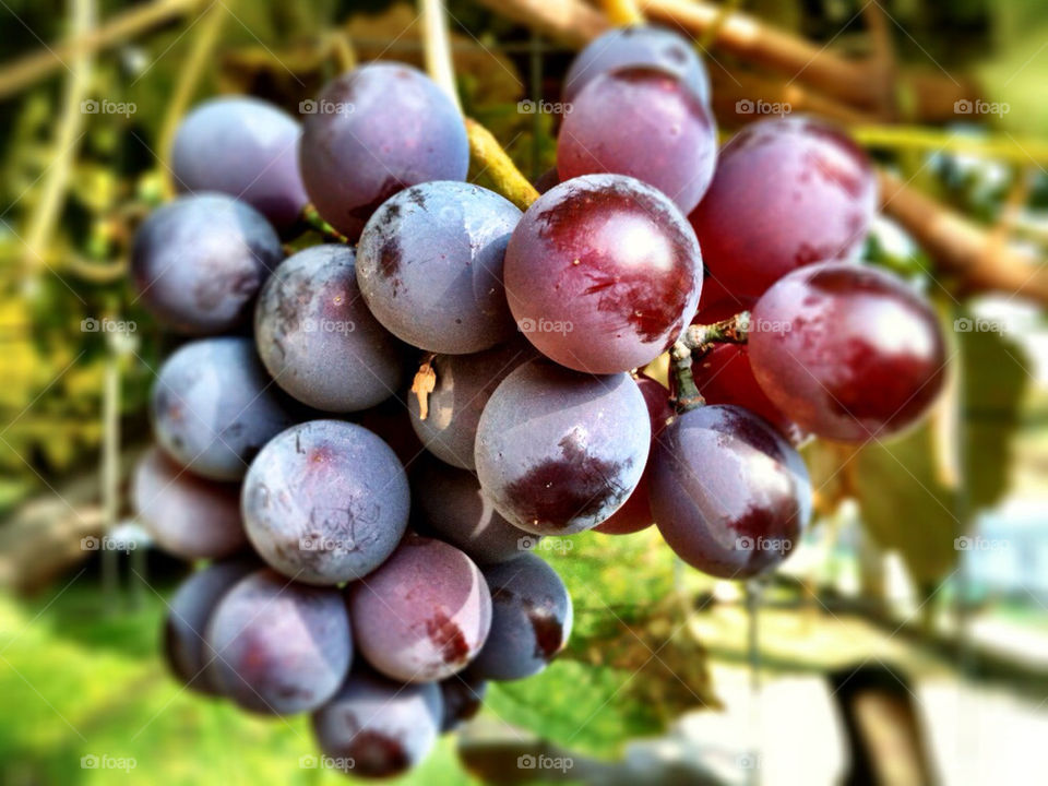 summer fruit greece grapes by himan83gr