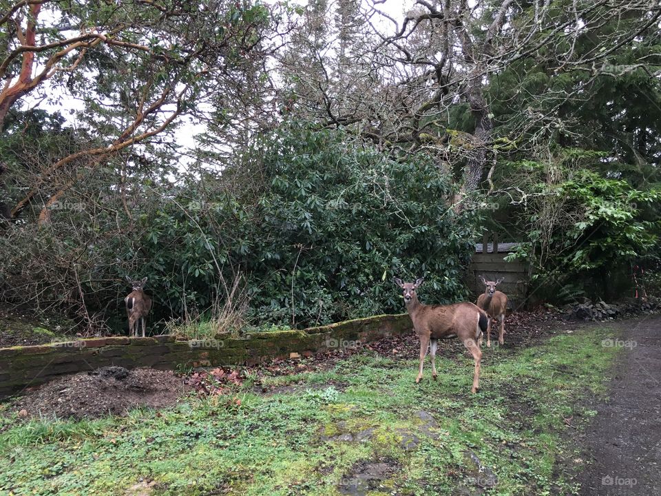 Fawns posing