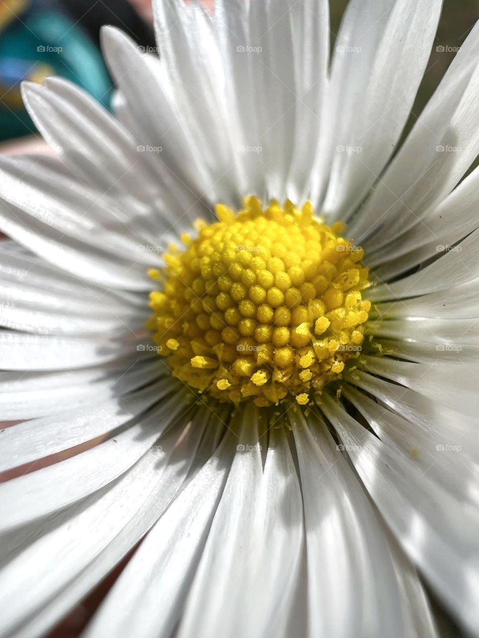 Daisy in the sun