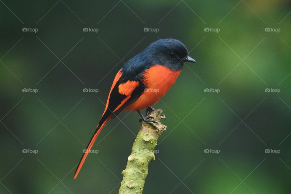 Beautiful and colourful bird