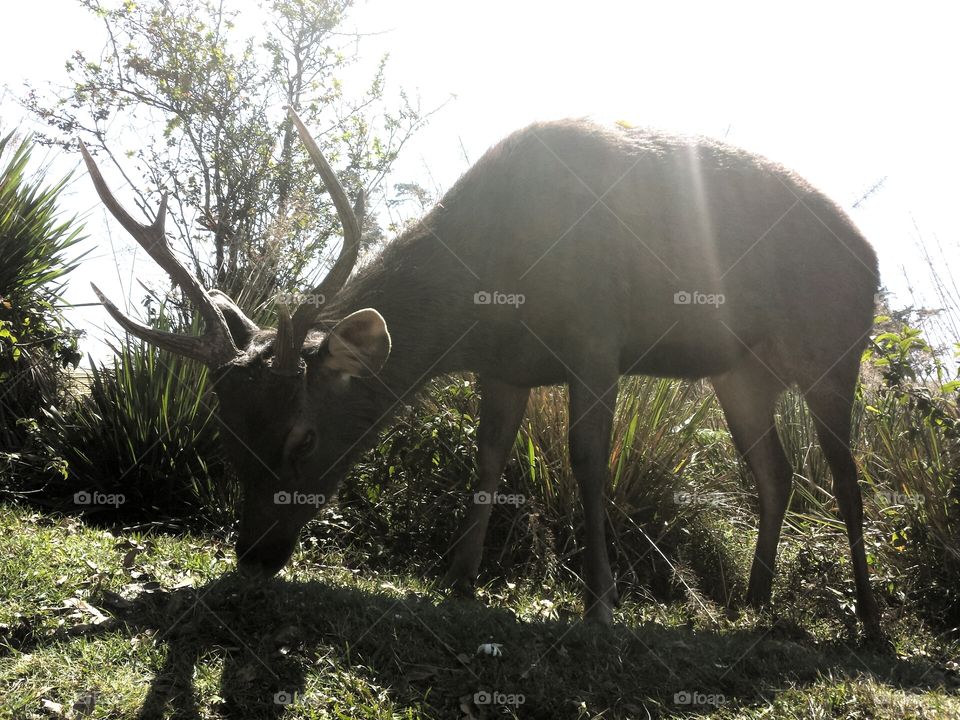 Deer at Hortonplains Sri Lanka