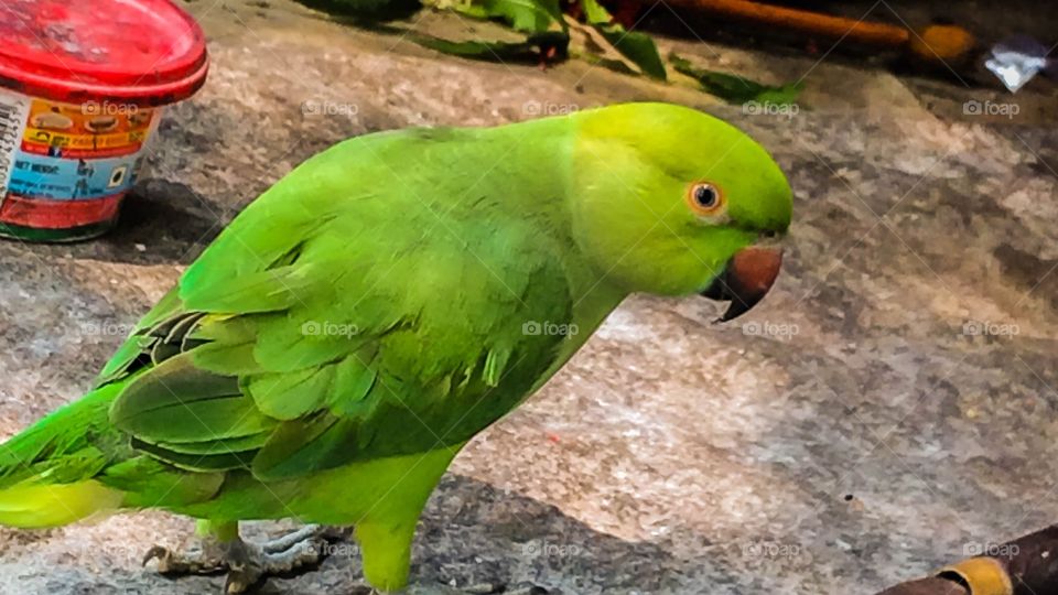 green parrot 