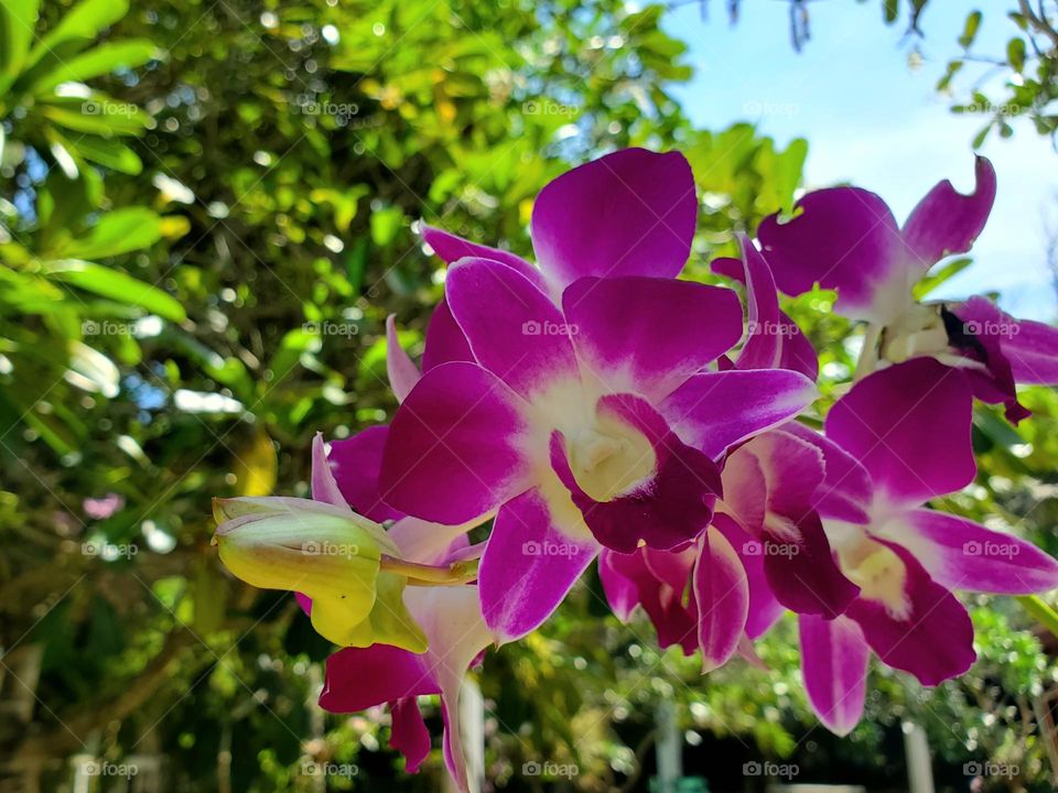 wild orchid Sri Lanka