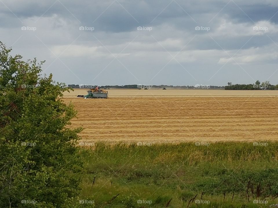 Combining crops on the prairies