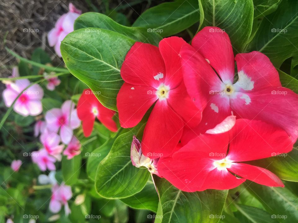 Red blooming flowers 