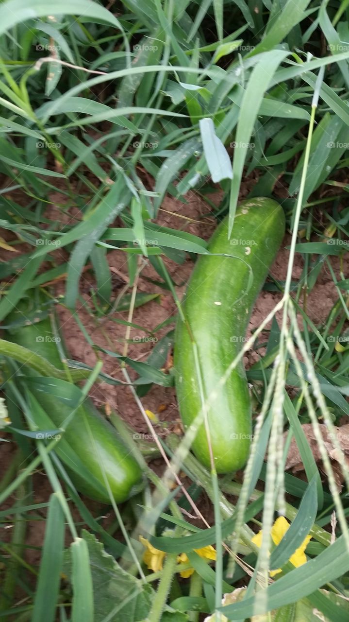 cucumber. garden in Arkanzas