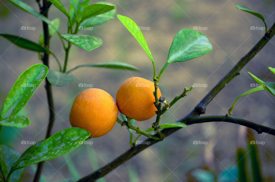 Fresh Oranges...