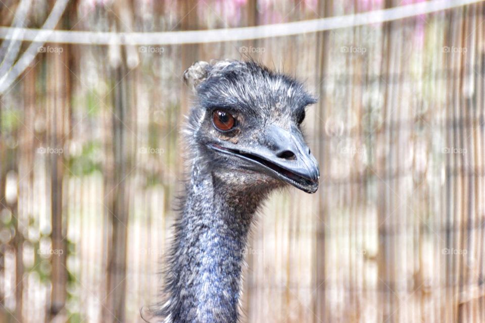 ostrich