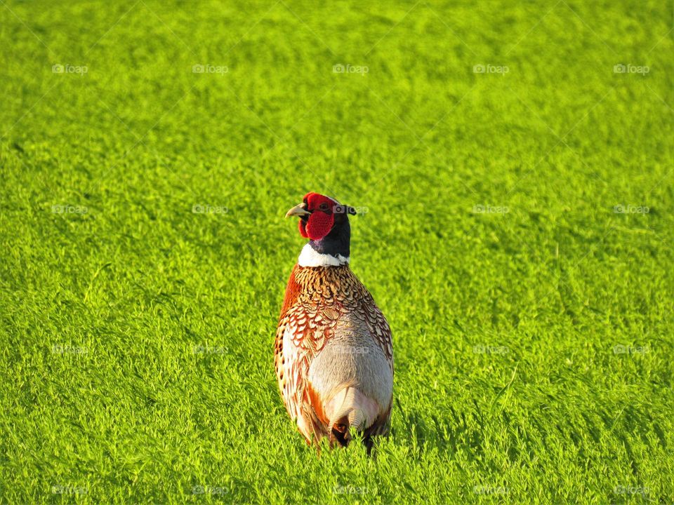 Pheasant