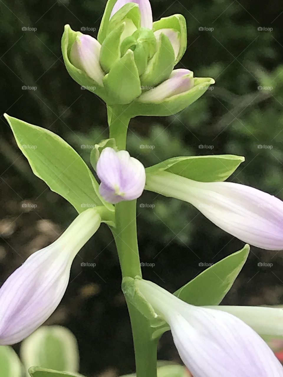 Buds and leaves in a bunch