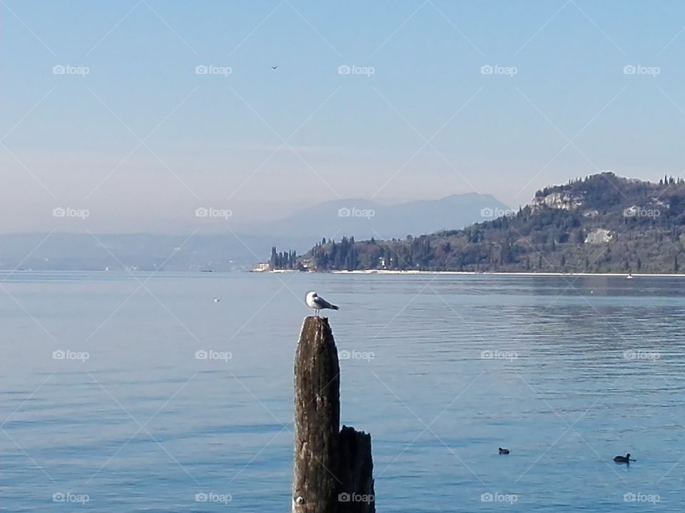 #lake#of#Garda#seagulls#pace