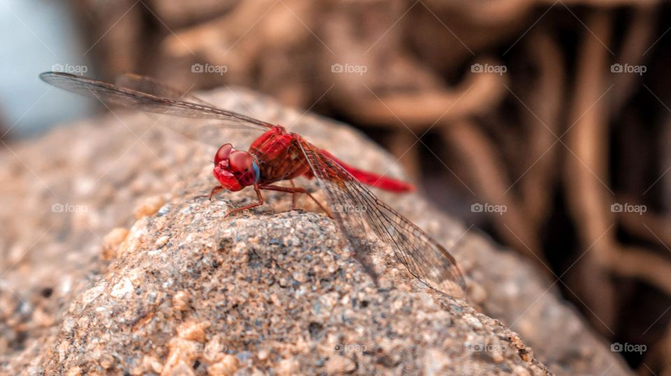 Red dragon fly posing for a picture very rare breed to see
