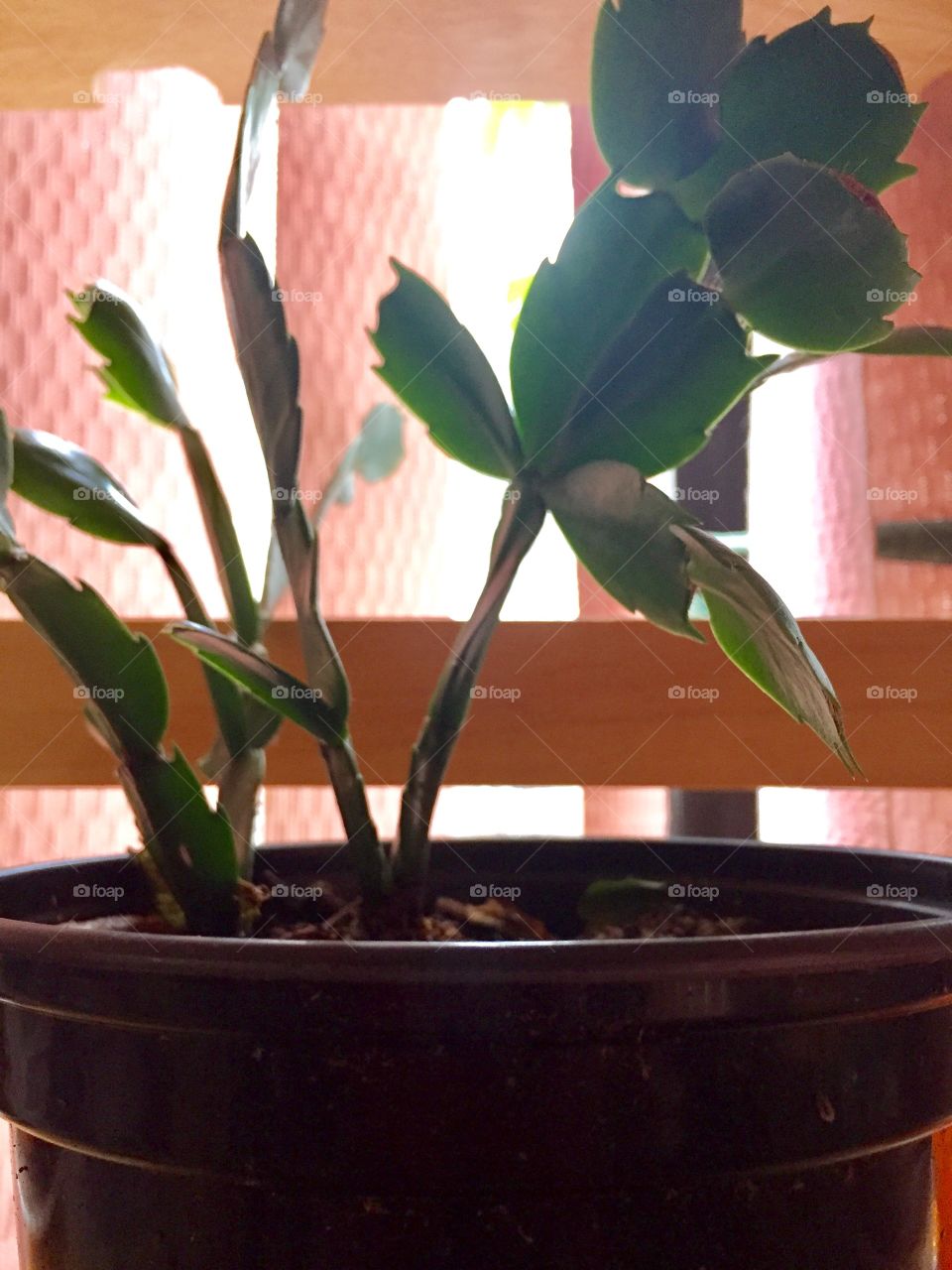 House plants in pots