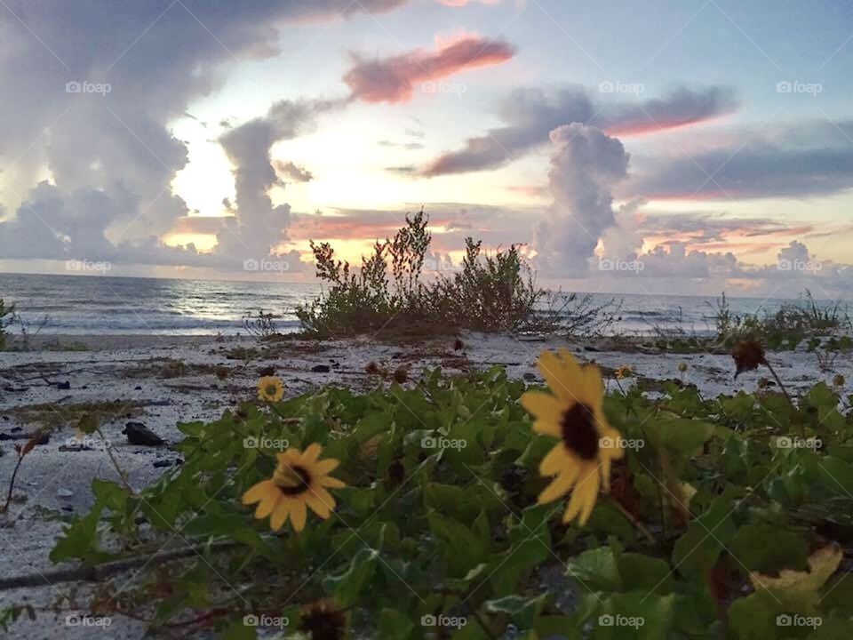 Dawn at the beach. Flowers on the Dunes. Fanciful clouds. First Light. Magical Morning.  