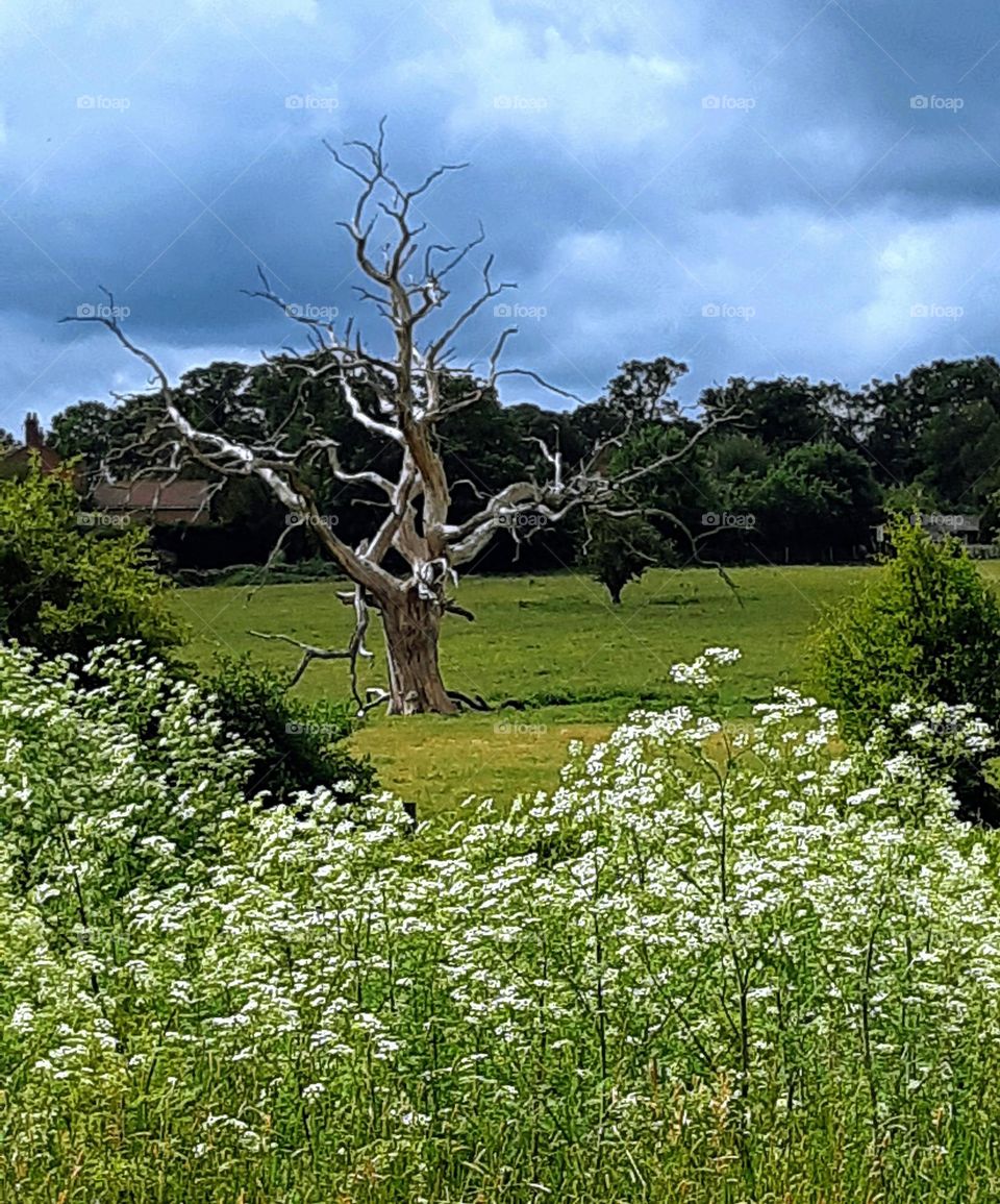 Large bare weathered tree in a sunny meadow with a dark stormy sky in the background and white wild flowers in the foreground