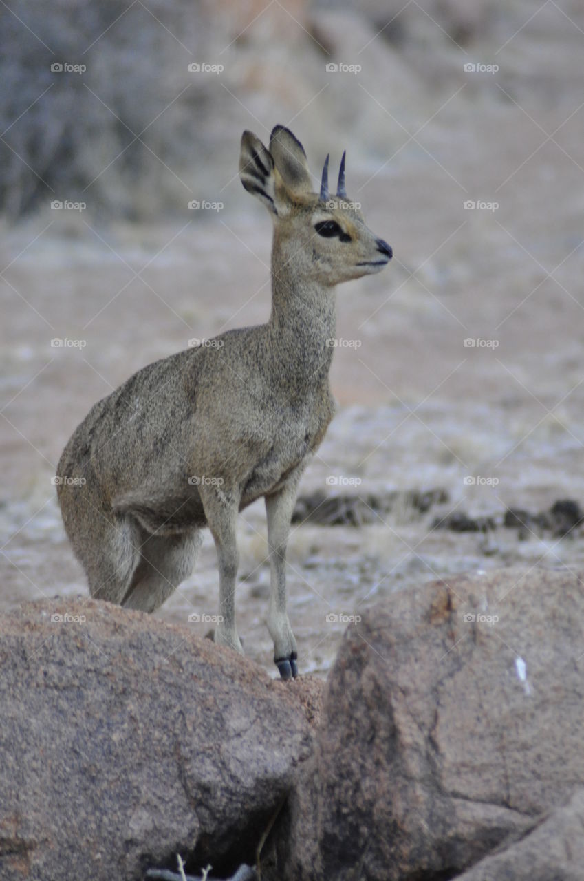 Klipspringer watching