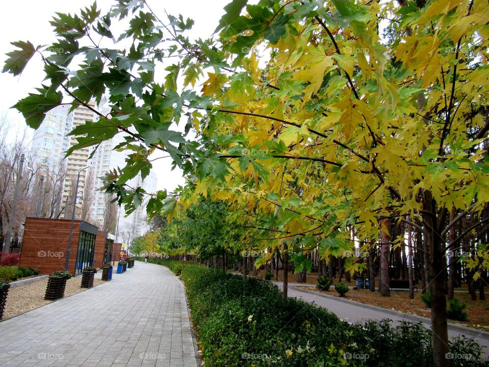 autumn, park, walk, recreation, November, Voronezh, Russia