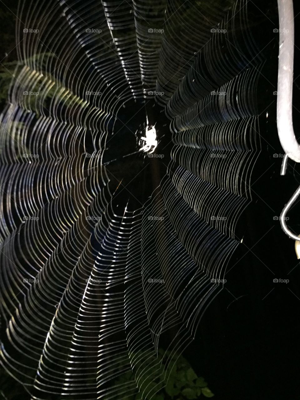 Spider in dark 