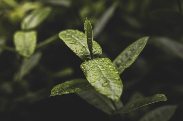 Green leaf 