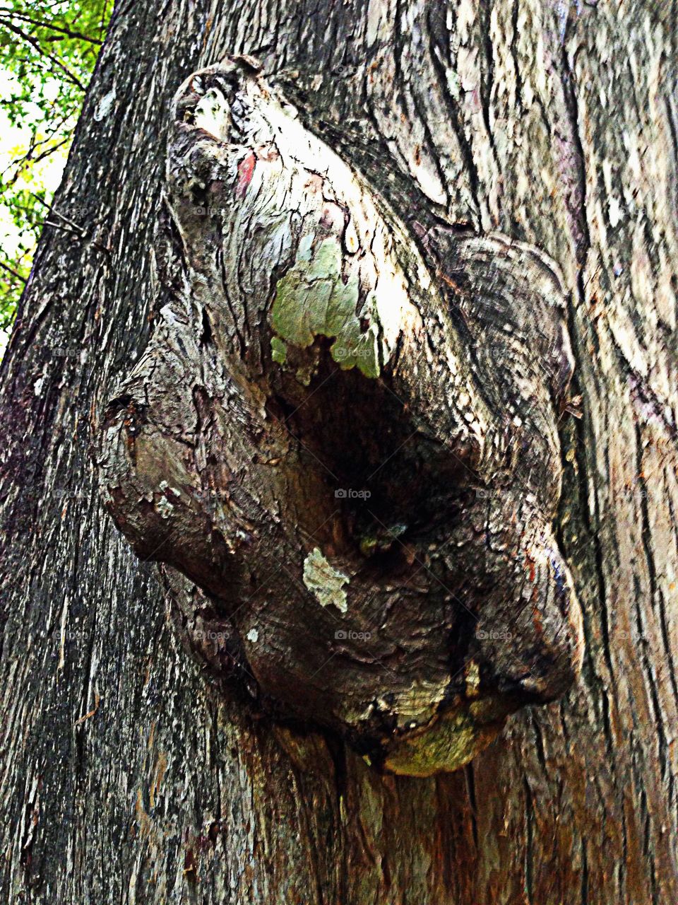 Creative texture-tree burl