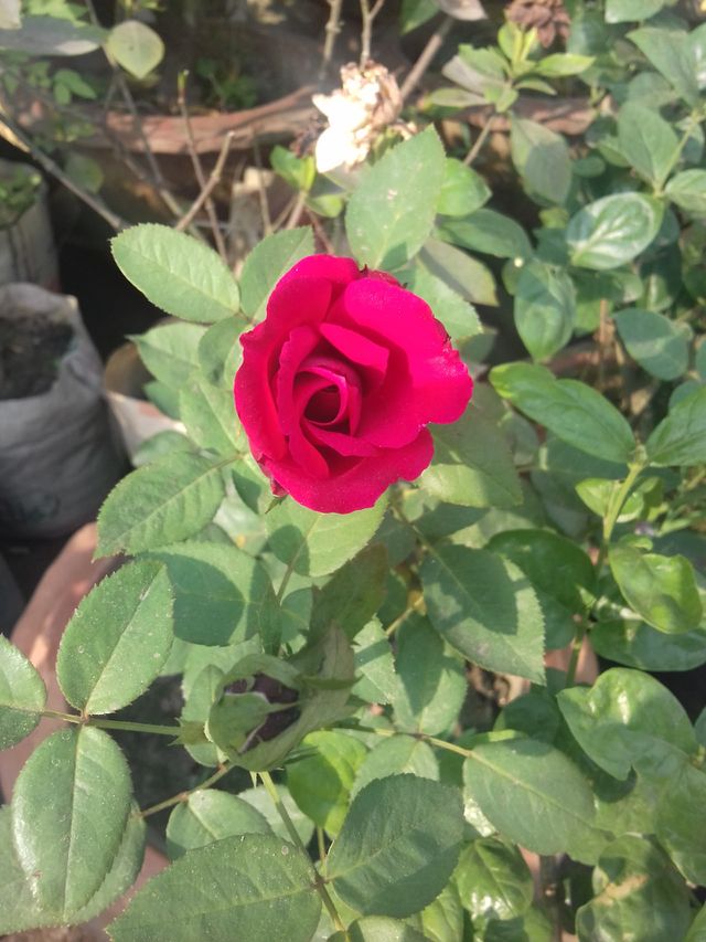 rose
