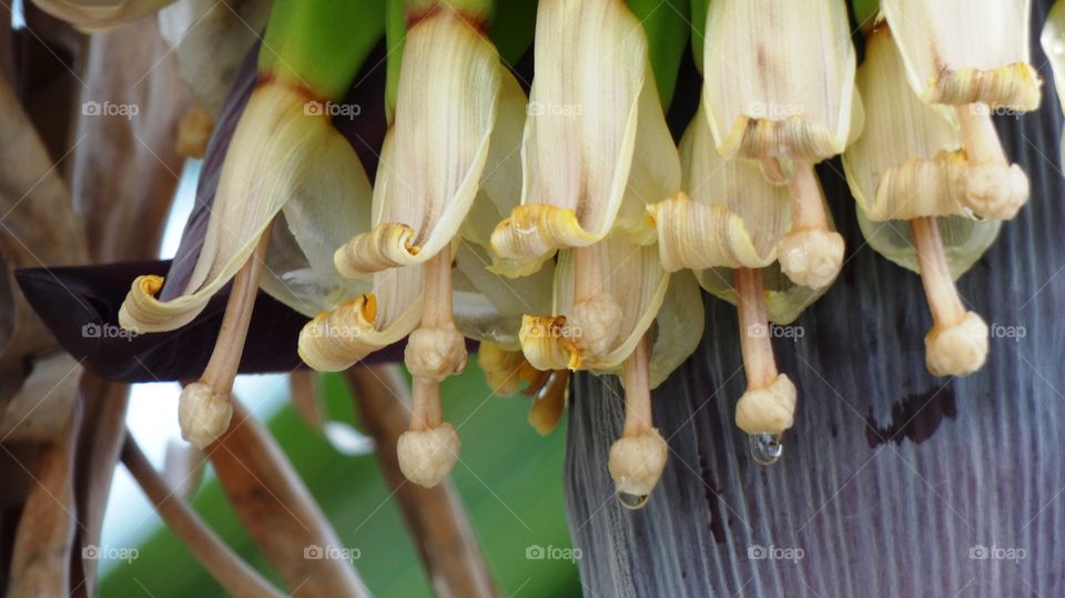 banana flowers