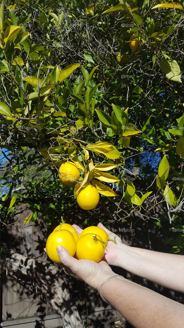 California Lemons