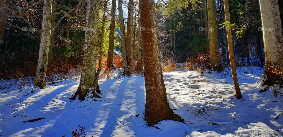 On the way to Peleș Castle