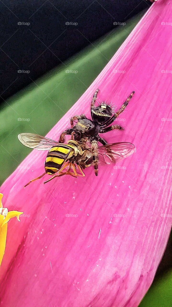 spider eating bee on flower