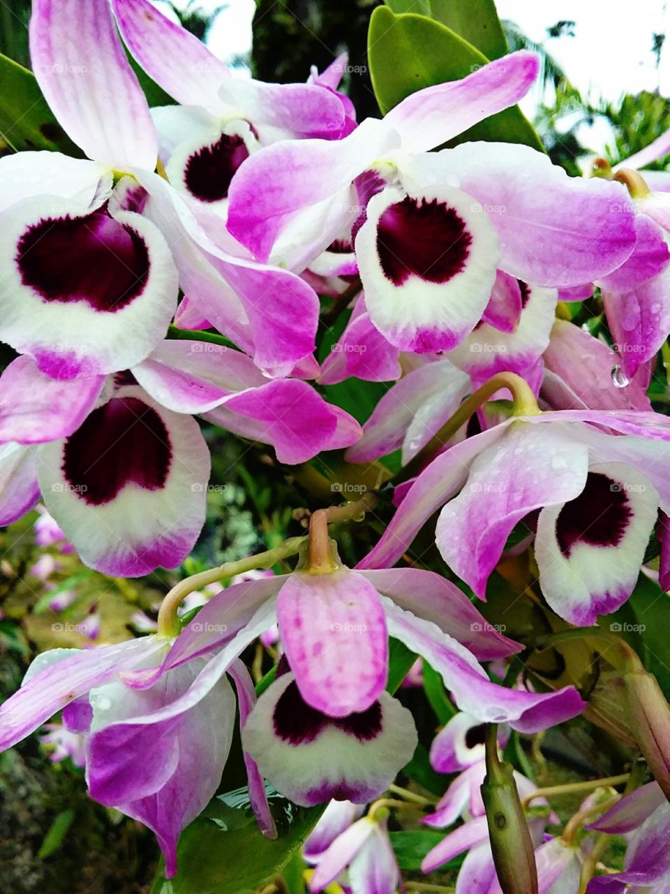 A orquídea Olho de Boneca pareve transparecer em sua imagem o perfume que emane naturalmente.