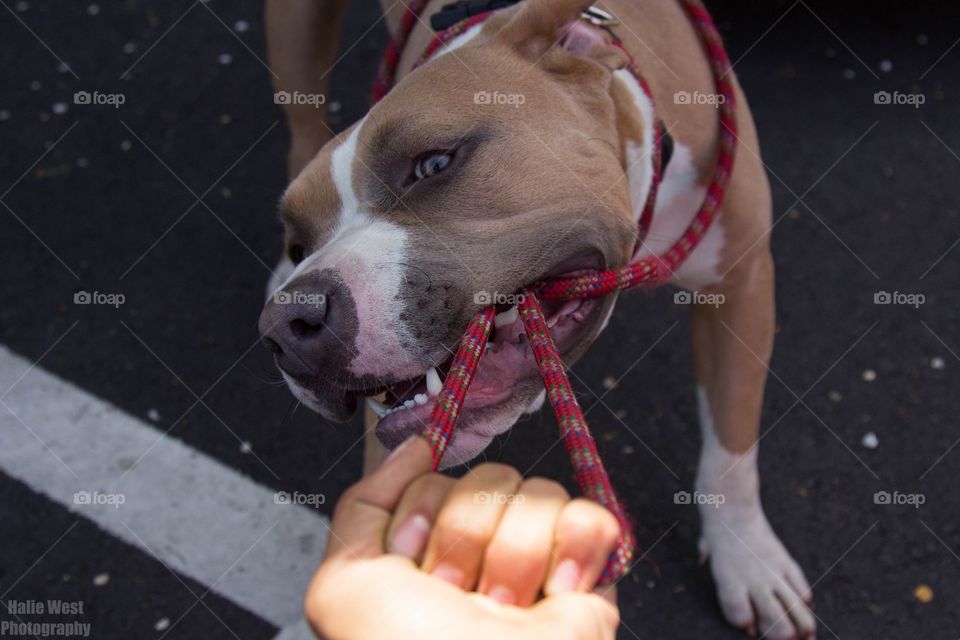 Dog, Cute, Portrait, Canine, Mammal