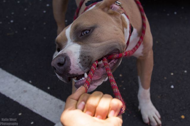 Dog, Cute, Portrait, Canine, Mammal