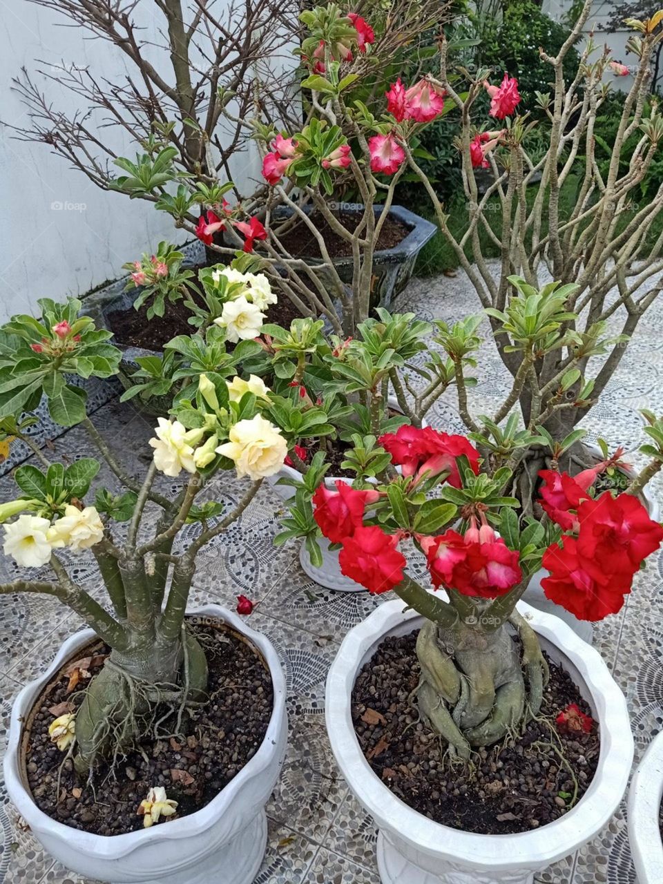 Hoa Huệ Nhà Bạn