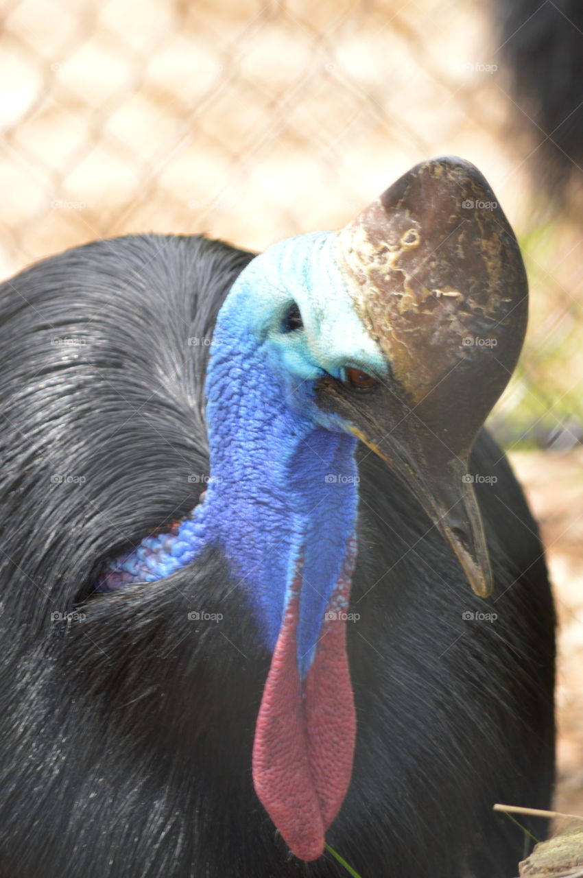 cassowary