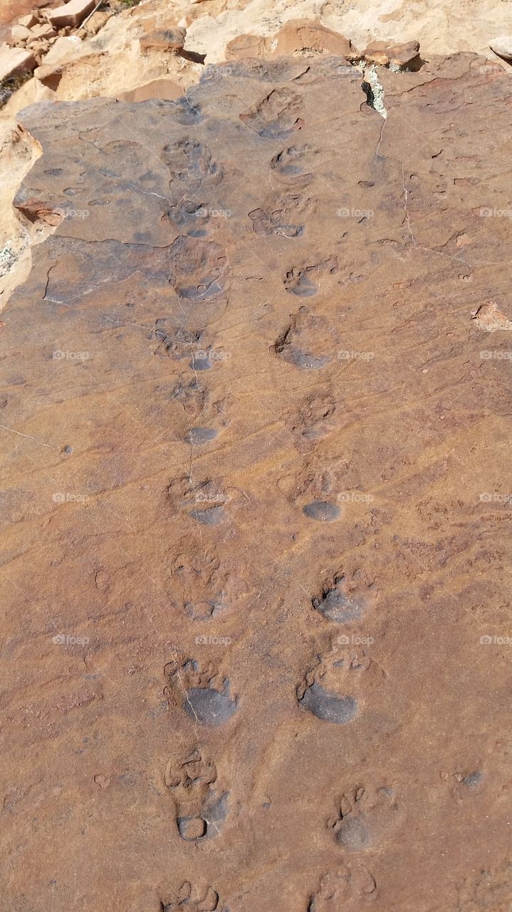 Tracks of history . Animal tracks imprinted in red rocks.