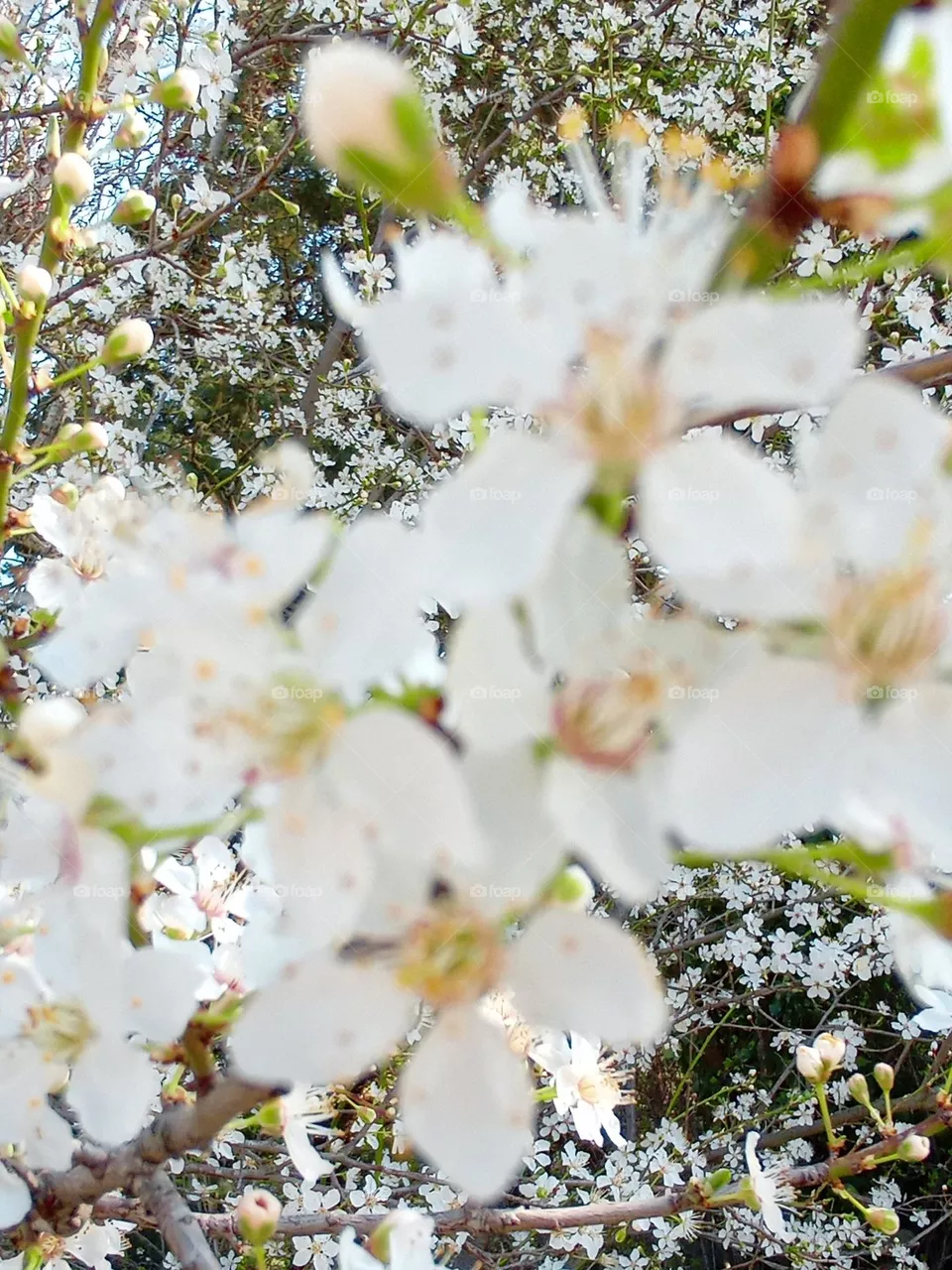 white flowers
