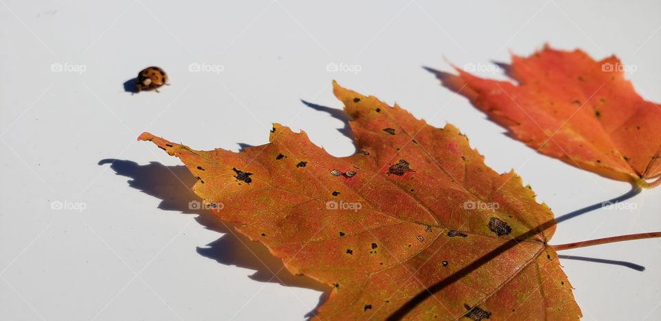 lady bug fall leaves